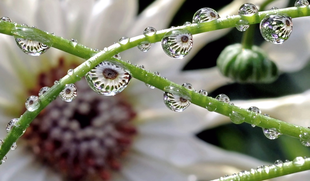 Капли на зеленых стеблях цветка