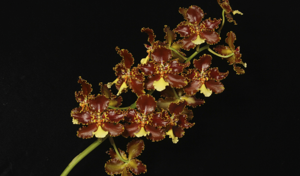 Экзотическая коричневая орхидея на черном фоне