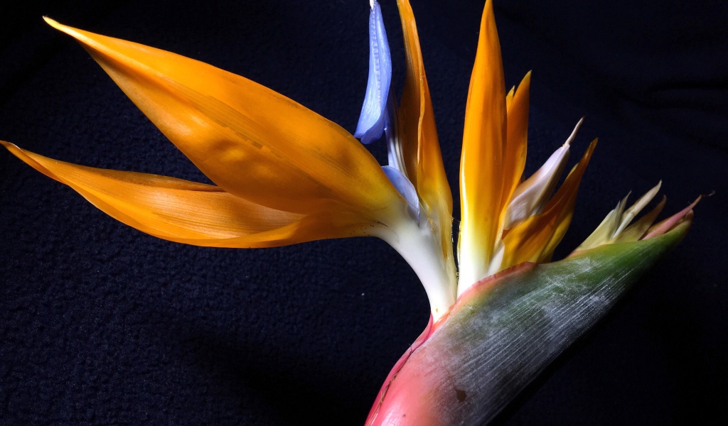 Экзотический цветок стрелиция на черном фоне