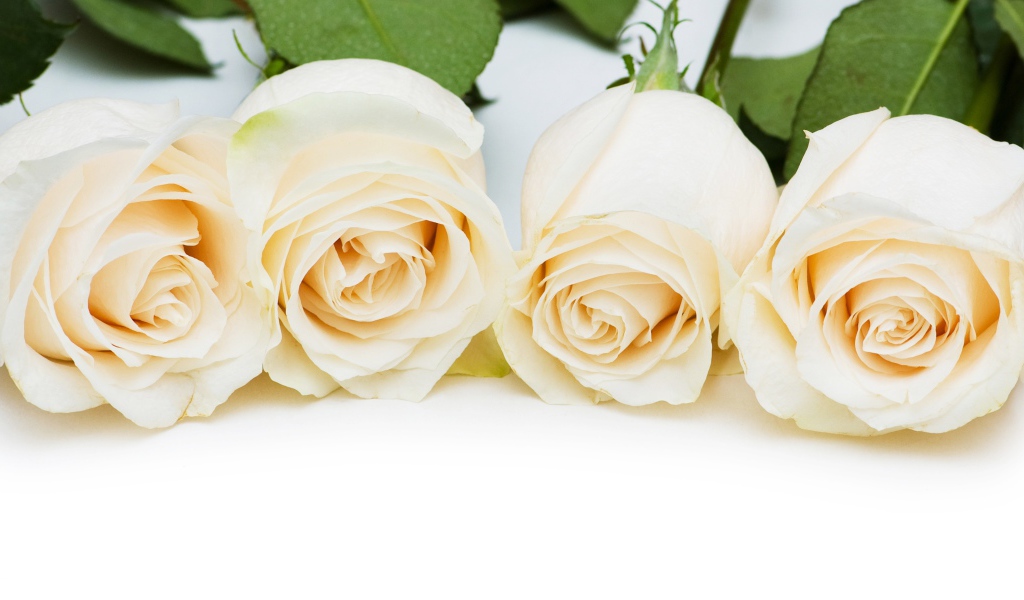 Четыре нежные белые розы на белом фоне