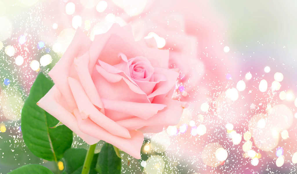 Ароматная розовая роза на ярком фоне с бликами
