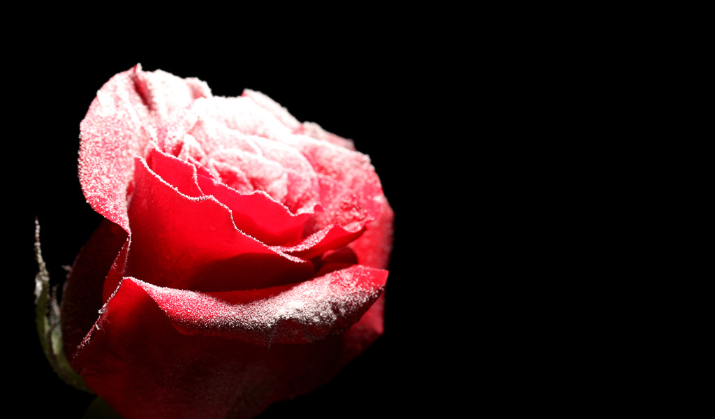 Покрытая инеем красная роза на черном фоне