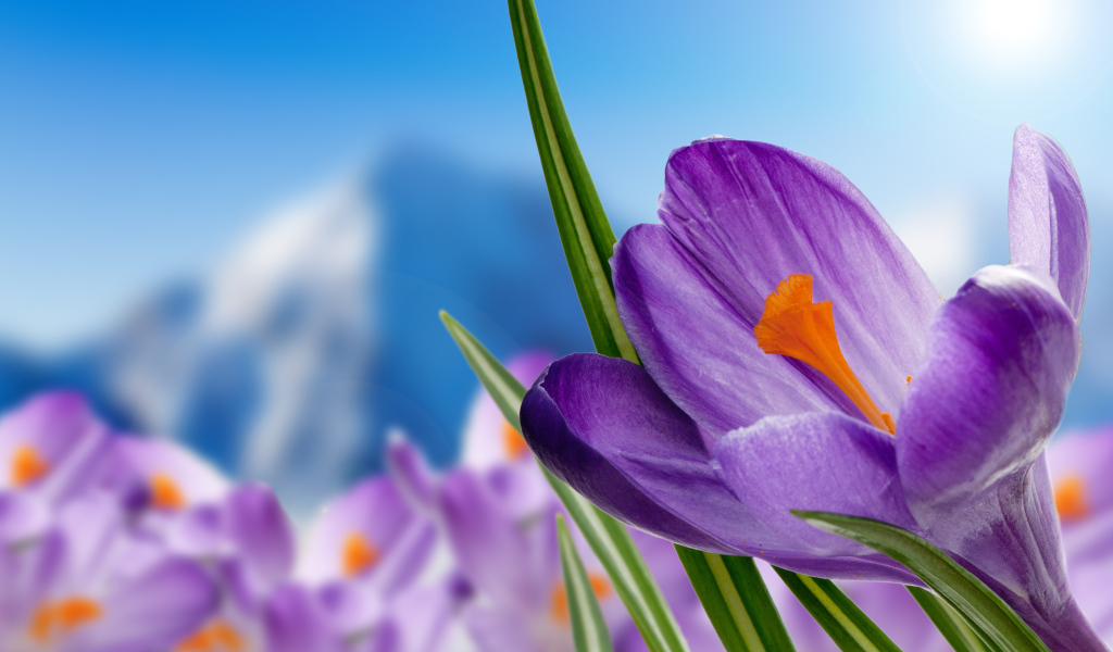 Нежный сиреневый альпийский крокус крупным планом