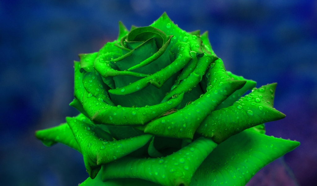 Зеленая роза  в каплях росы крупным планом