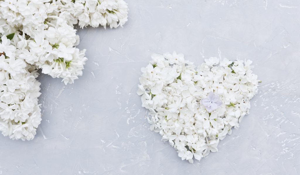 Сердце из цветов белой сирени на сером фоне