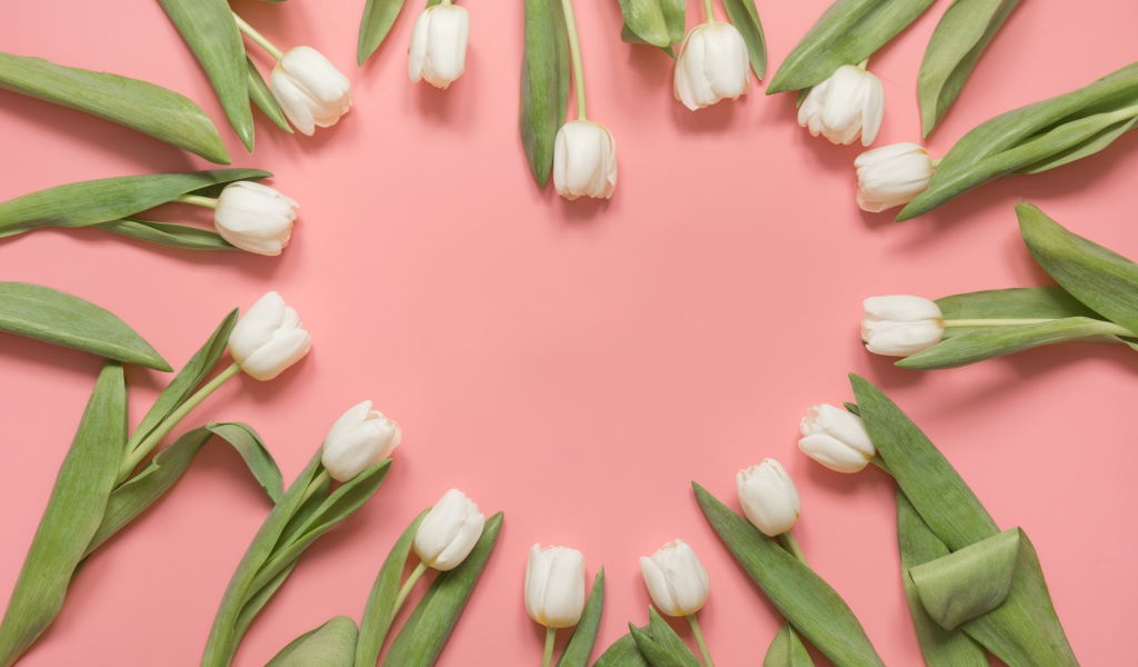 Сердце из белых тюльпанов на розовом фоне
