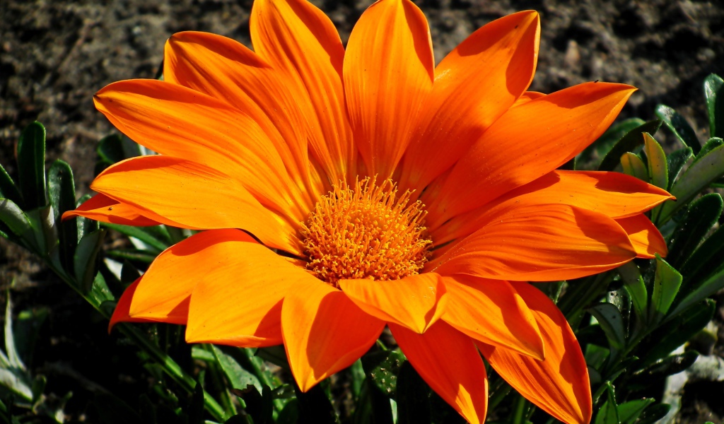 Большая оранжевая газания на клумбе