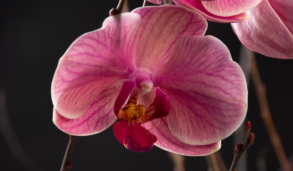 Большой розовый цветок орхидеи крупным планом