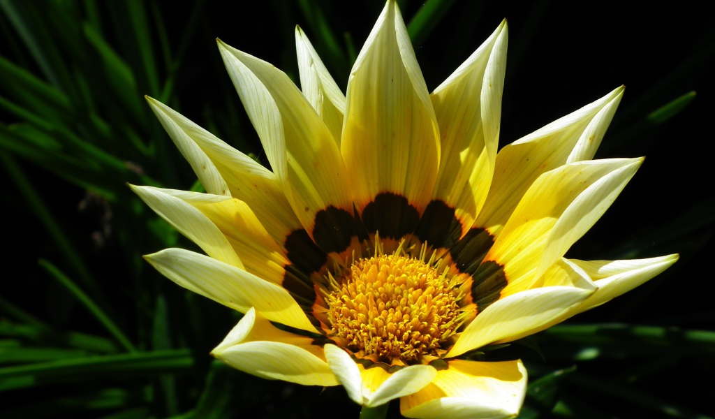 Крупная желтая газания на клумбе