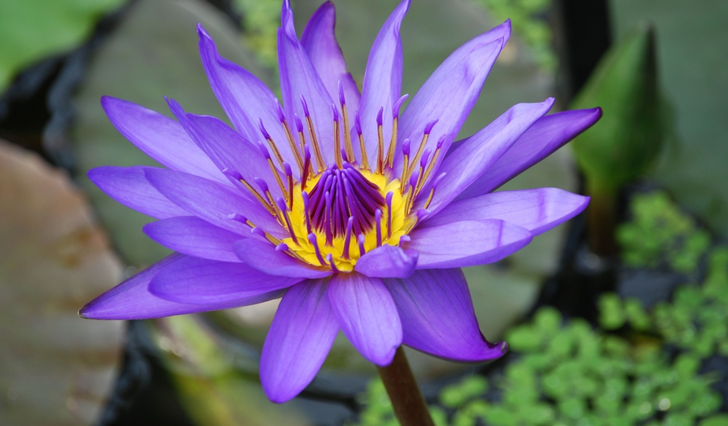 Сиреневый красивый цветок лотоса в воде