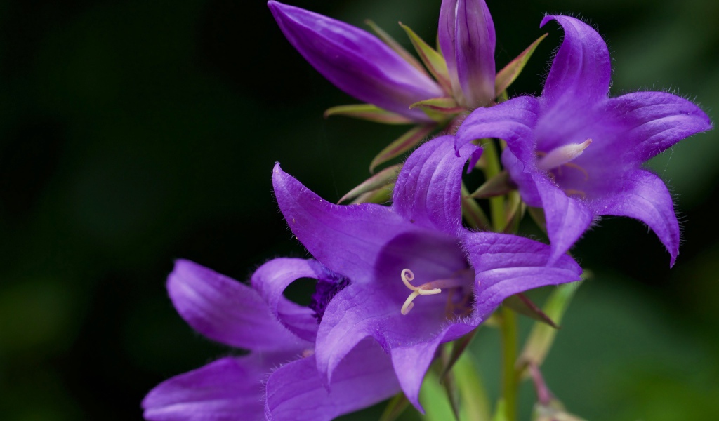 Сиреневые колокольчики крупным планом