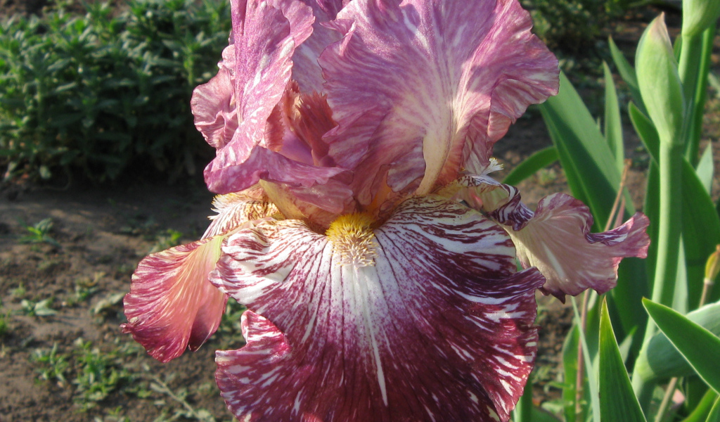 Сиреневый цветок ириса крупным планом