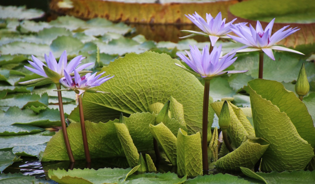 Сиреневые цветы лотоса в воде с большими зелеными листьями 