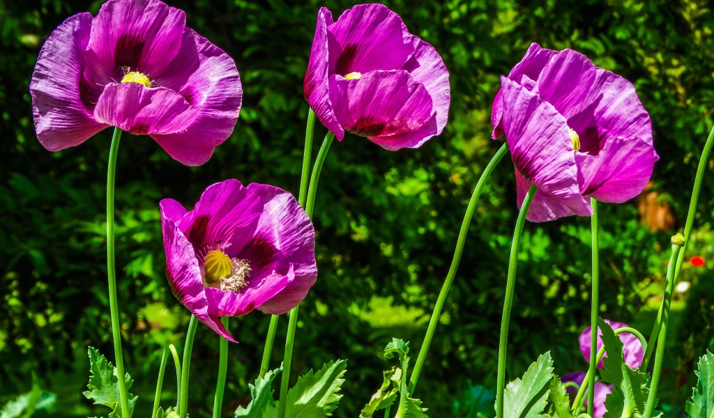 Сиреневые маки на поле в лучах солнца летом