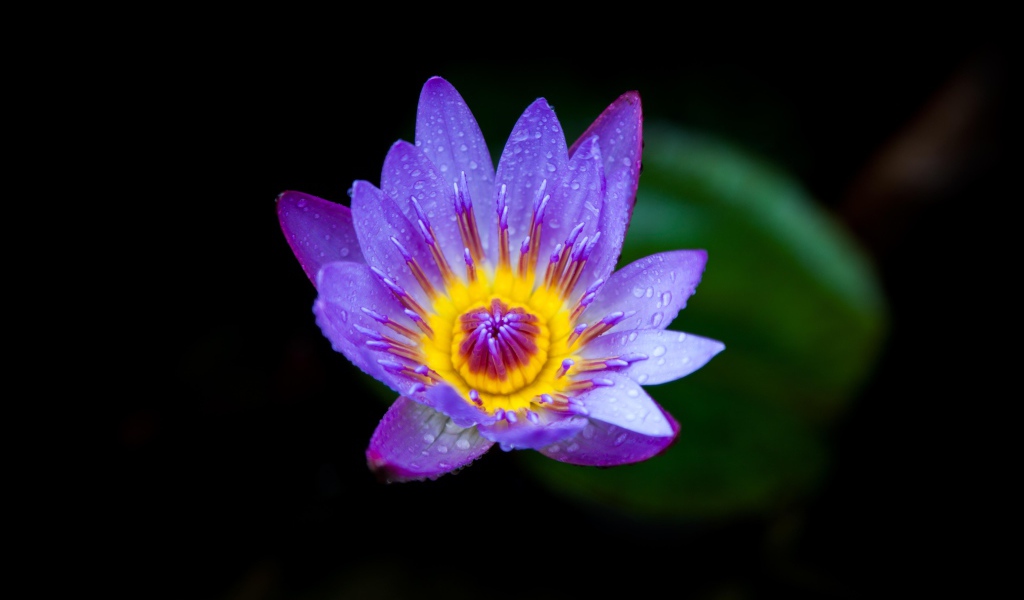 Маленькая фиолетовая водяная лилия крупным планом