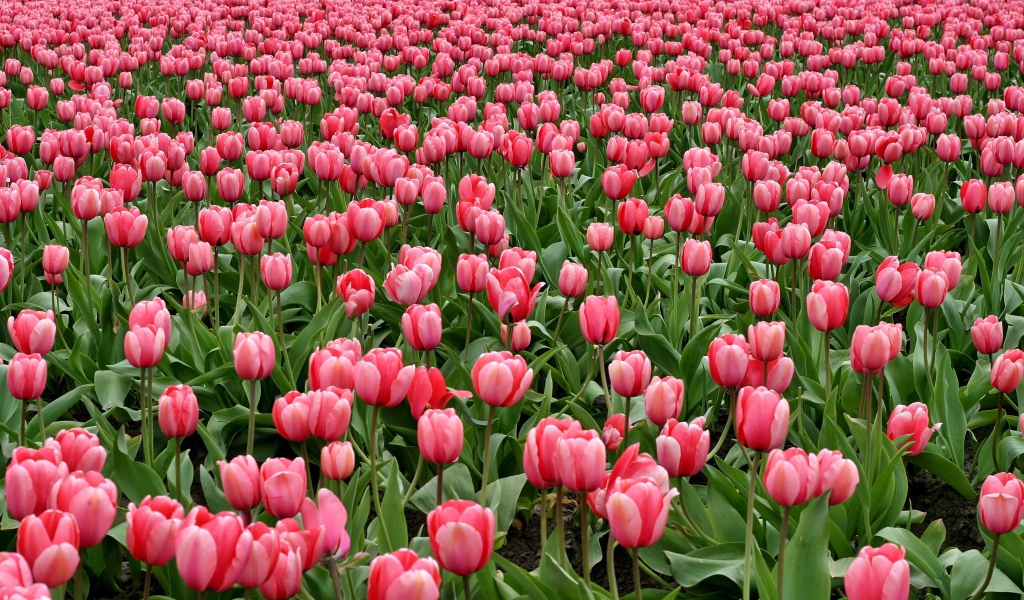 Много красивых розовых тюльпанов на поле