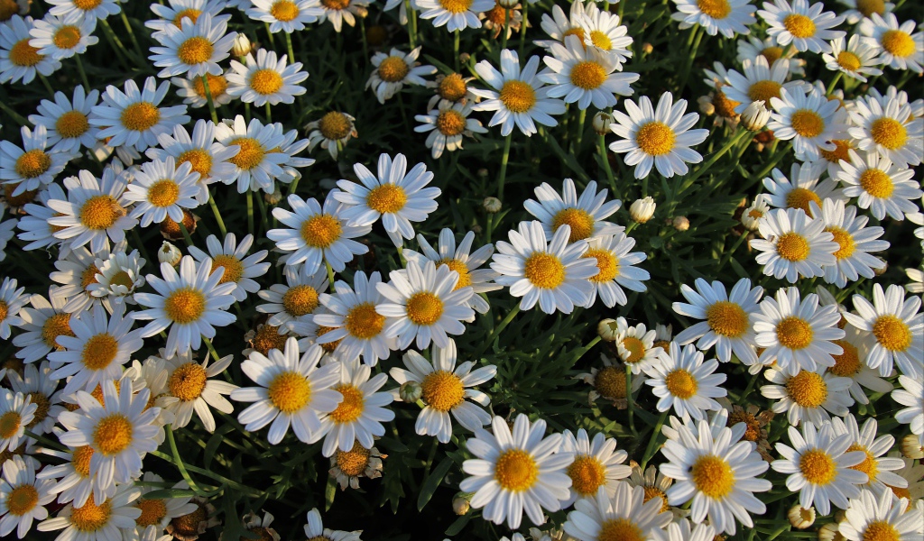 Много маленьких белых ромашек на клумбе