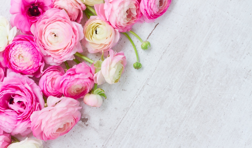 Много розовых лютиков на сером столе