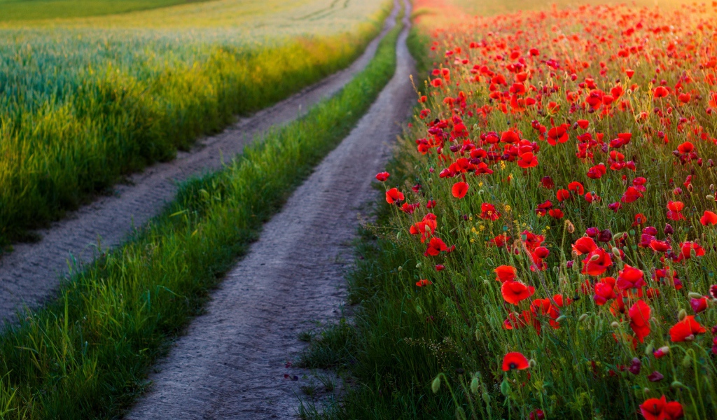 Много красных маков в поле у дороги
