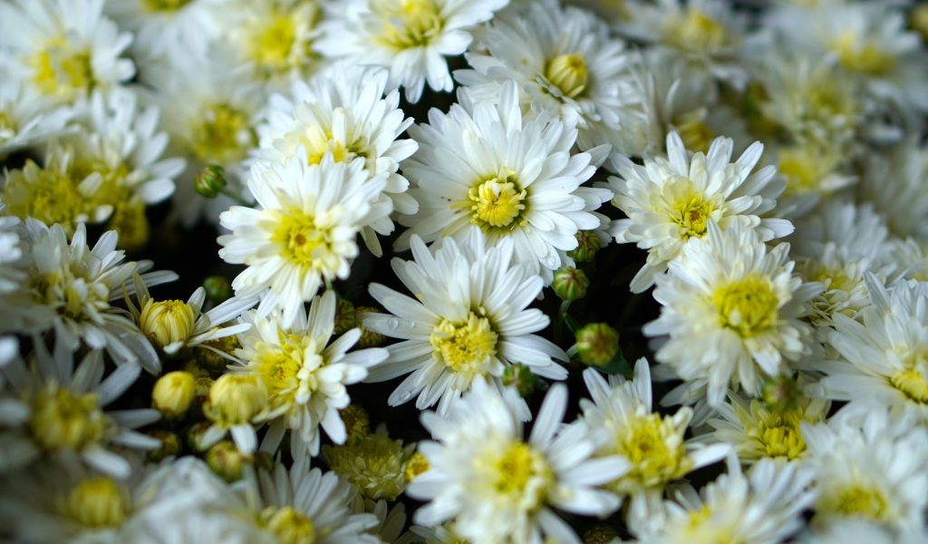 Много белых хризантем крупным планом