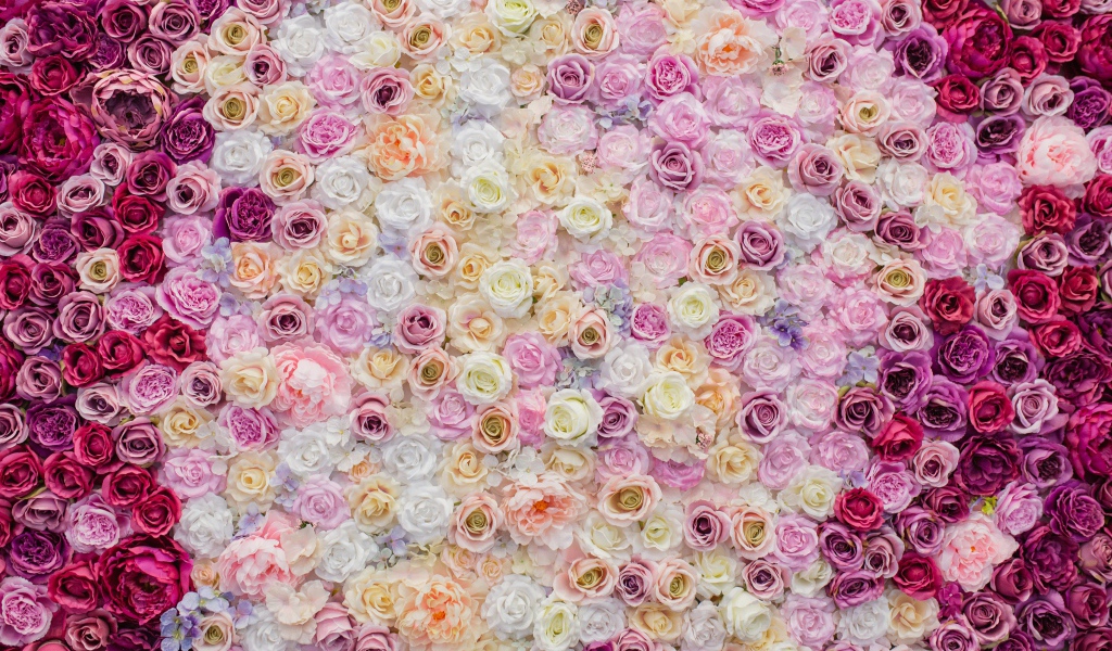 Много красивых разноцветных роз вид сверху