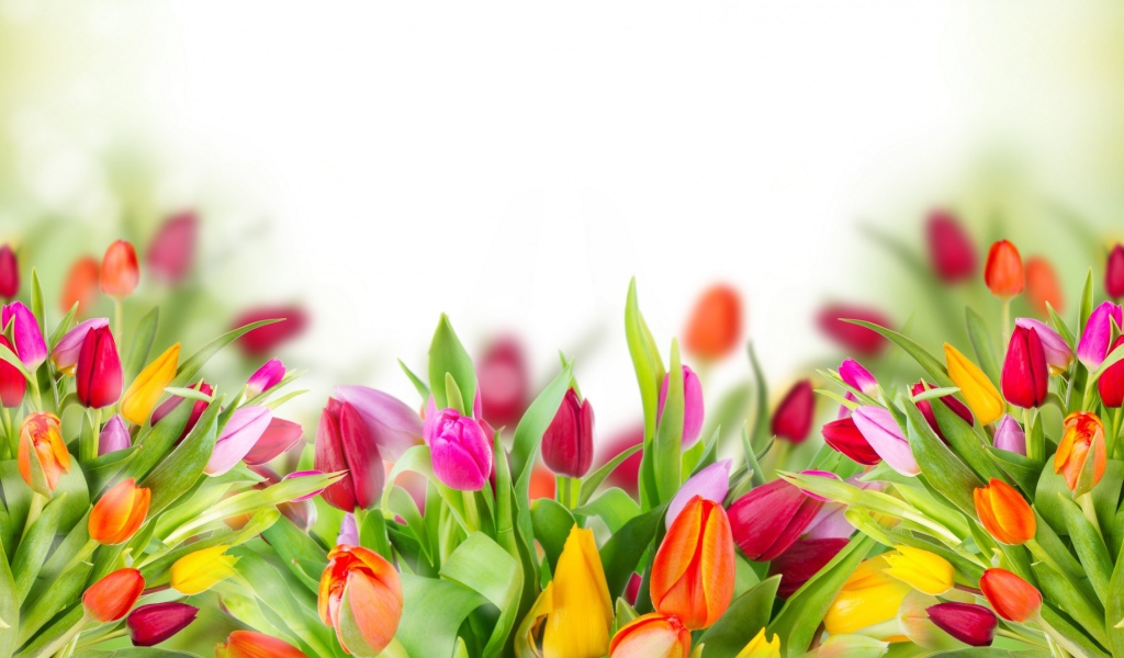 Много красивых разноцветных тюльпаном фон для открытки