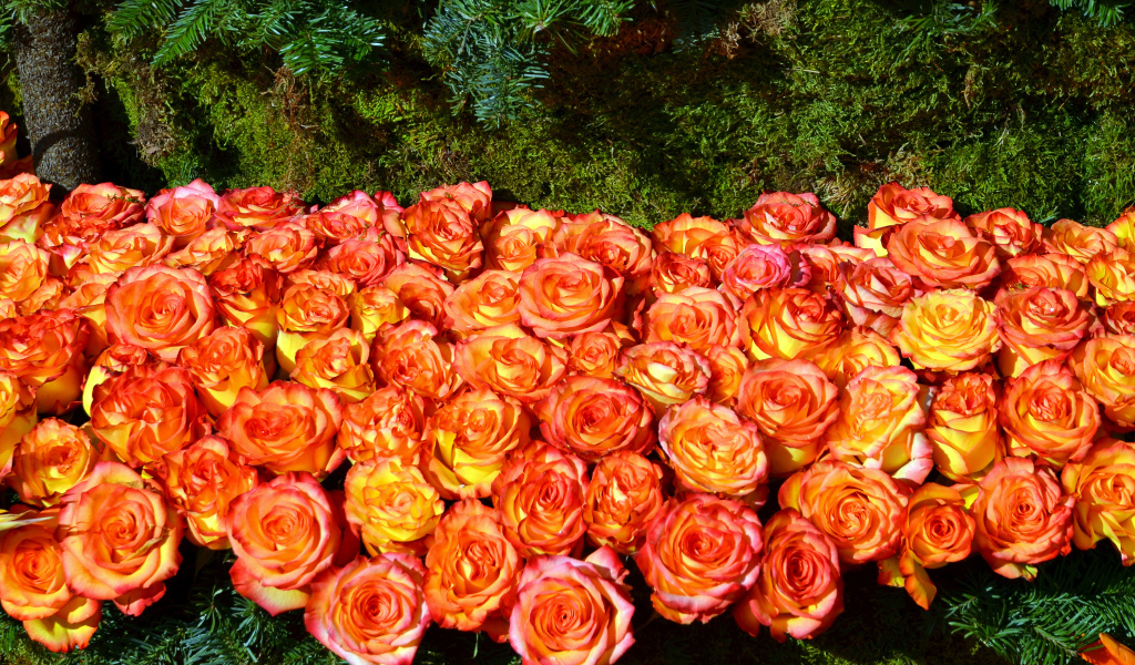 Много красивых оранжевых роз