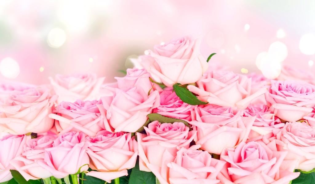 Много красивых розовых роз, фон 