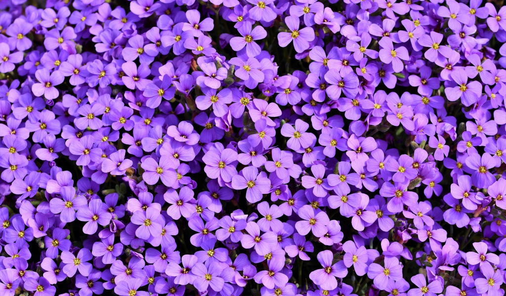 Много красивых мелких цветом обриета