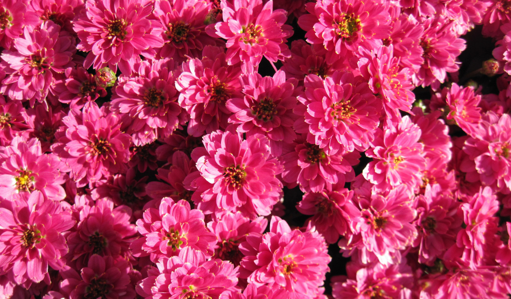 Много красивых нежных розовых хризантем крупным планом