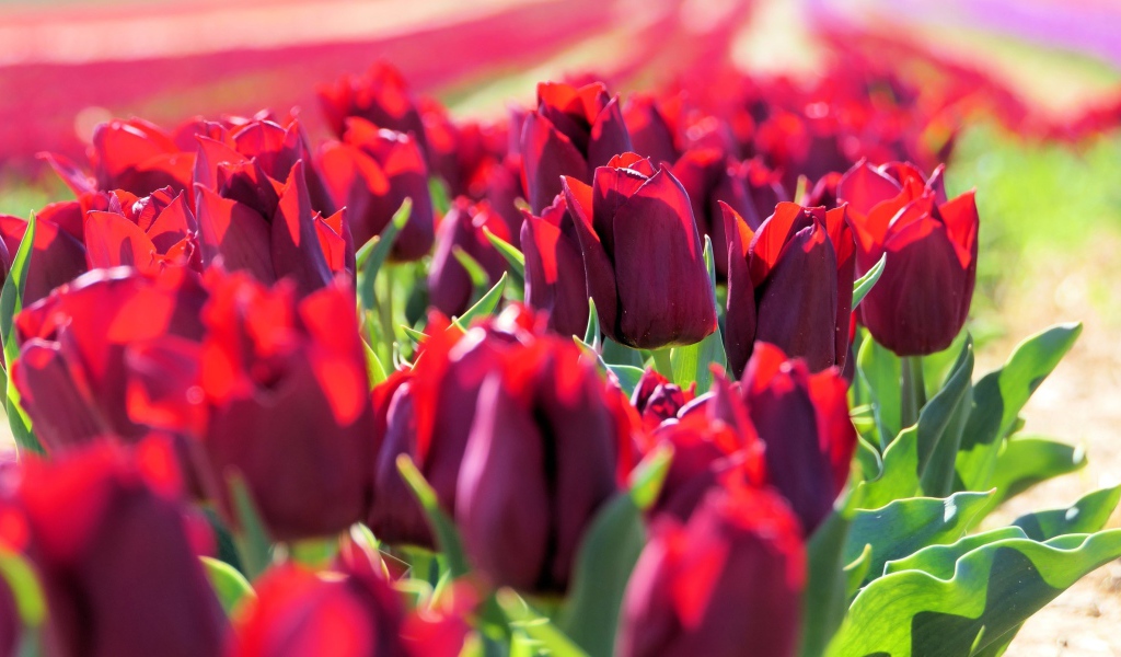 Много тюльпанов бордового цвета в лучах солнца