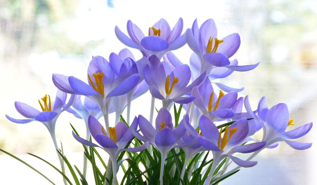 Много нежных сиреневых цветов крокуса 