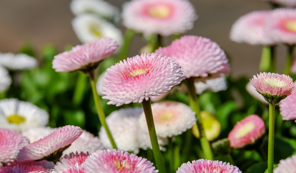 Много розовых маргариток на клумбе