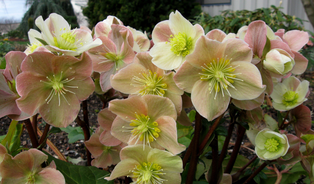 Много розовых цветов морозника крупным планом