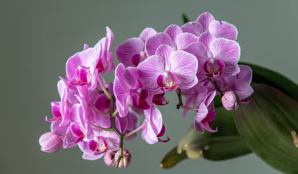 Много розовых цветов орхидеи на сером фоне
