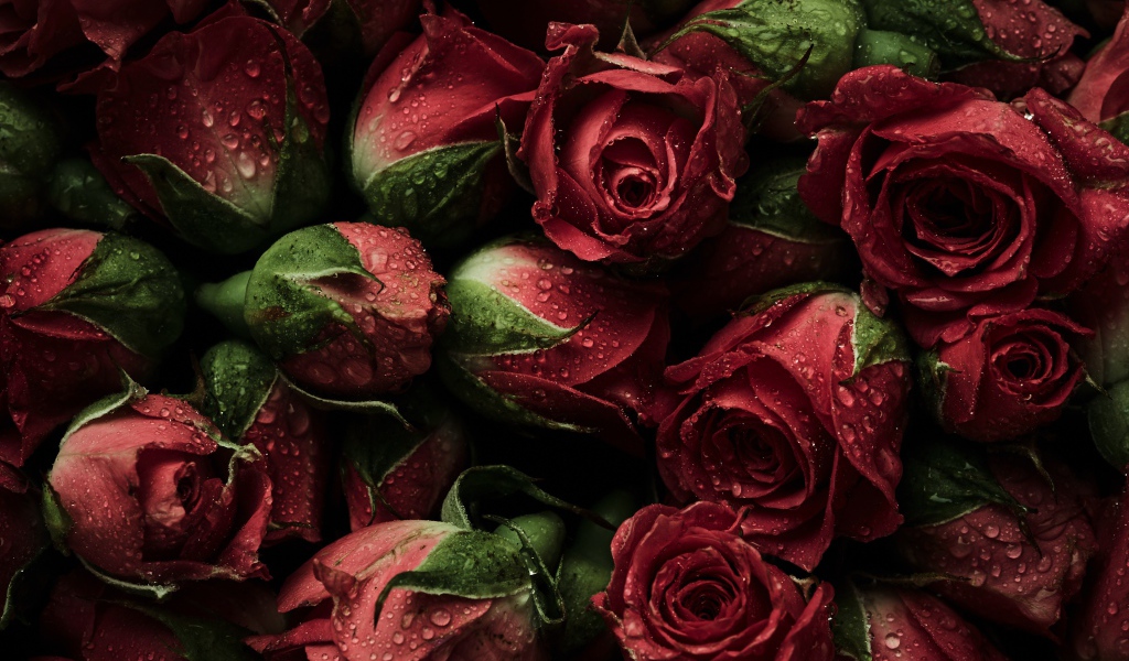 Много розовых роз в каплях воды крупным планом