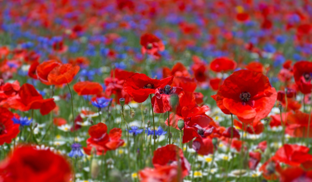 Много красных маков на поле летом