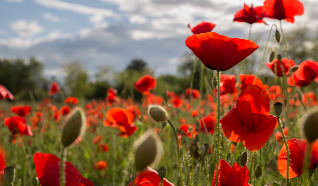 Много красных маков на поле с бутонами