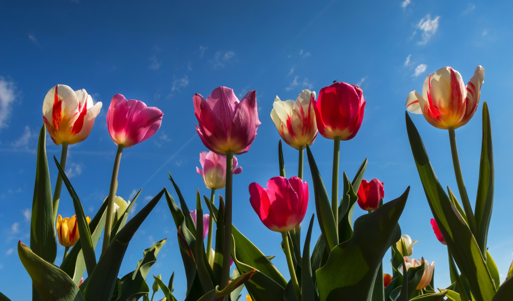 Разноцветные тюльпаны в лучах солнца под голубым небом