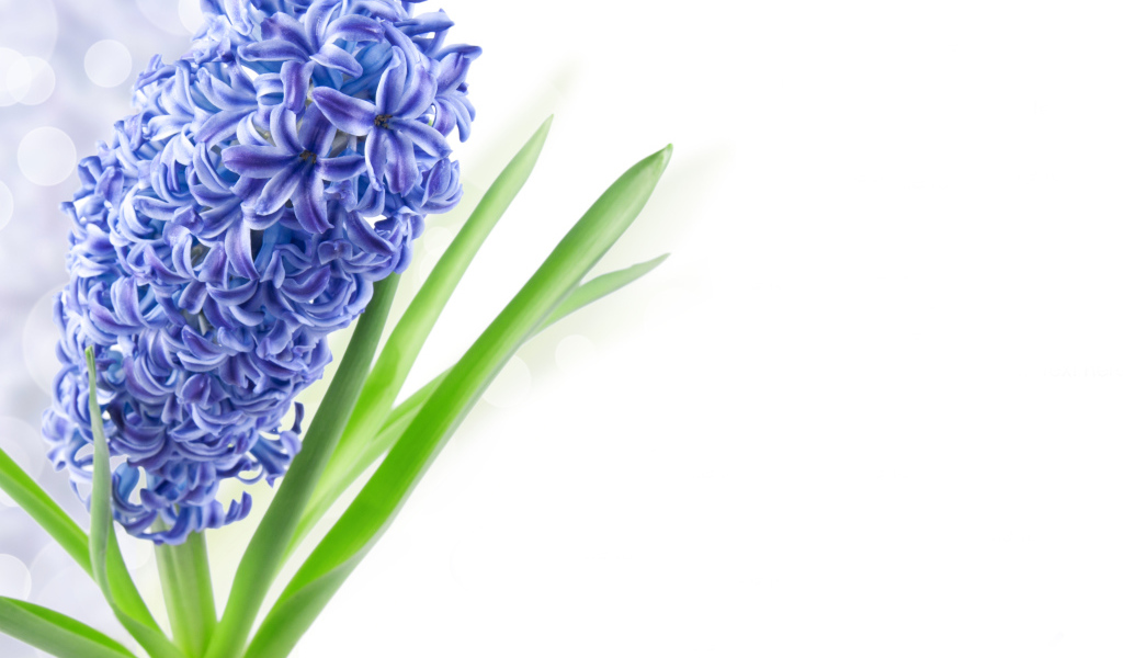 Один цветок голубого гиацинта на белом фоне