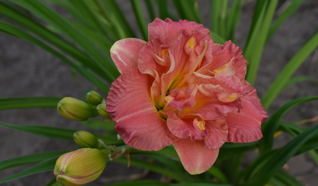 Оранжевая лилия с зелеными листьями и бутонами