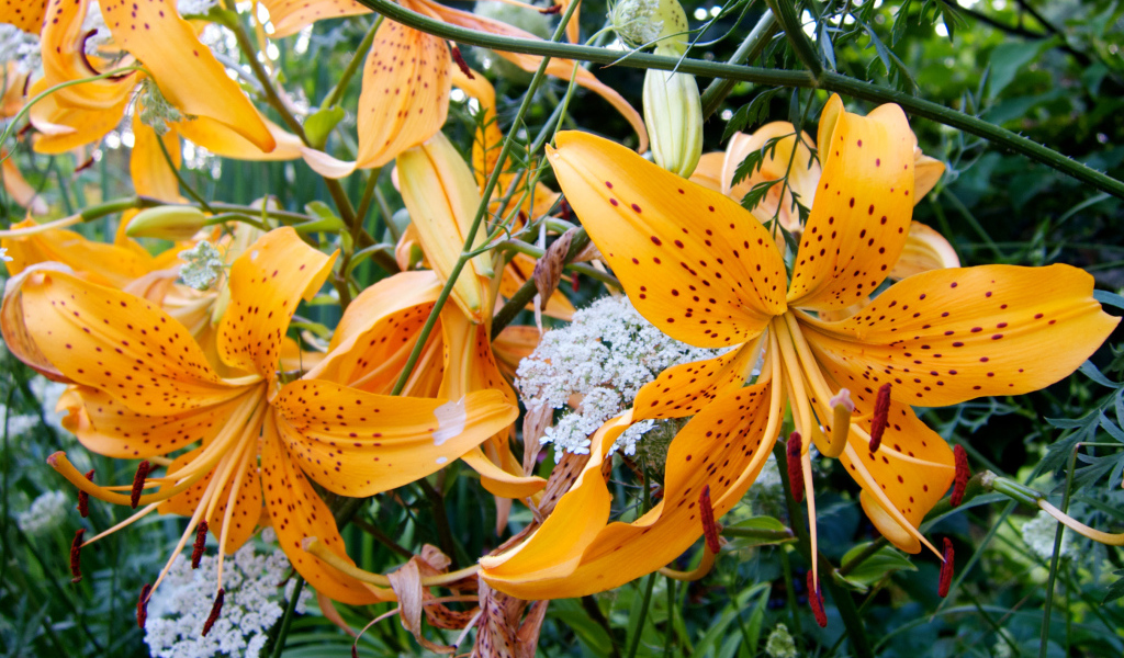 Оранжевые пятнистые тигровые лилии на клумбе