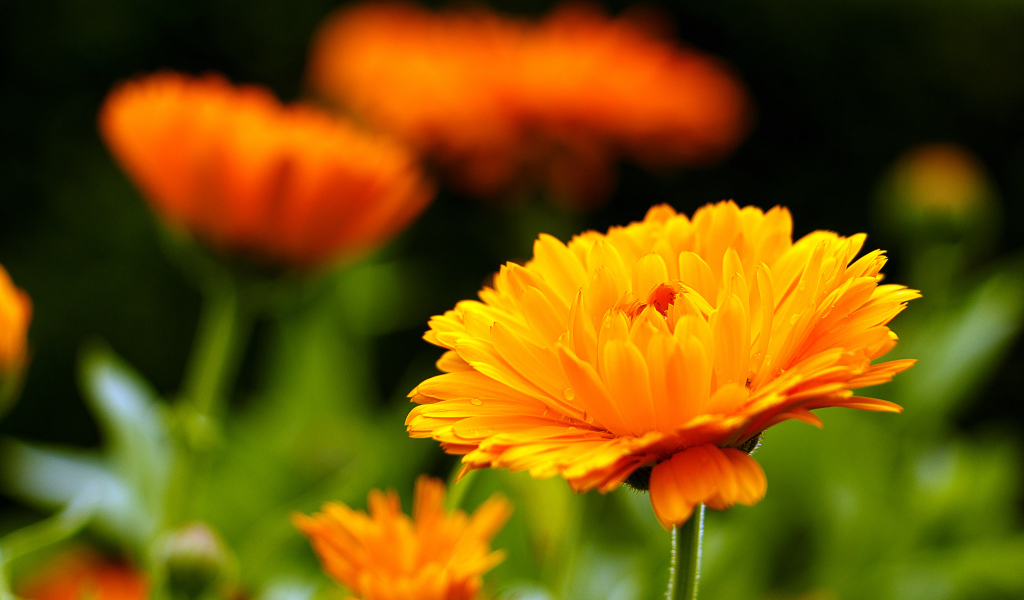 Оранжевый красивый цветок календулы крупным планом