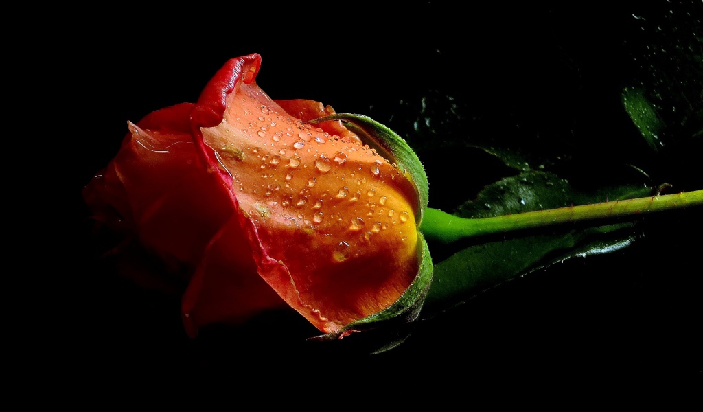 Оранжевая роза в каплях воды на черном фоне