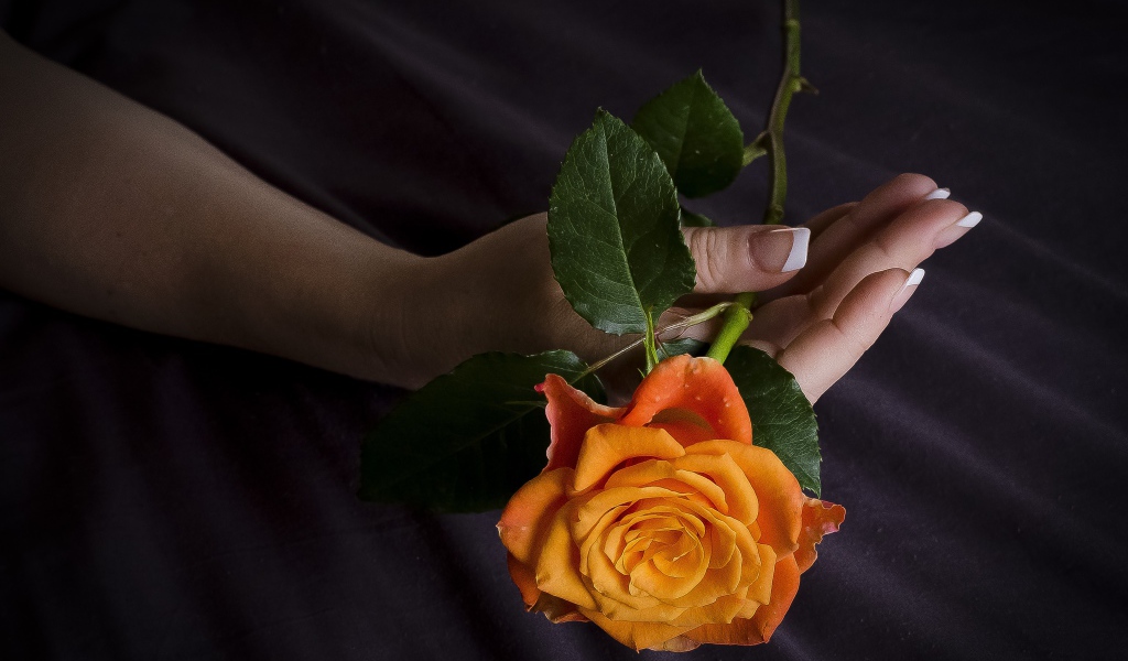 Оранжевая роза в руке у женщины 