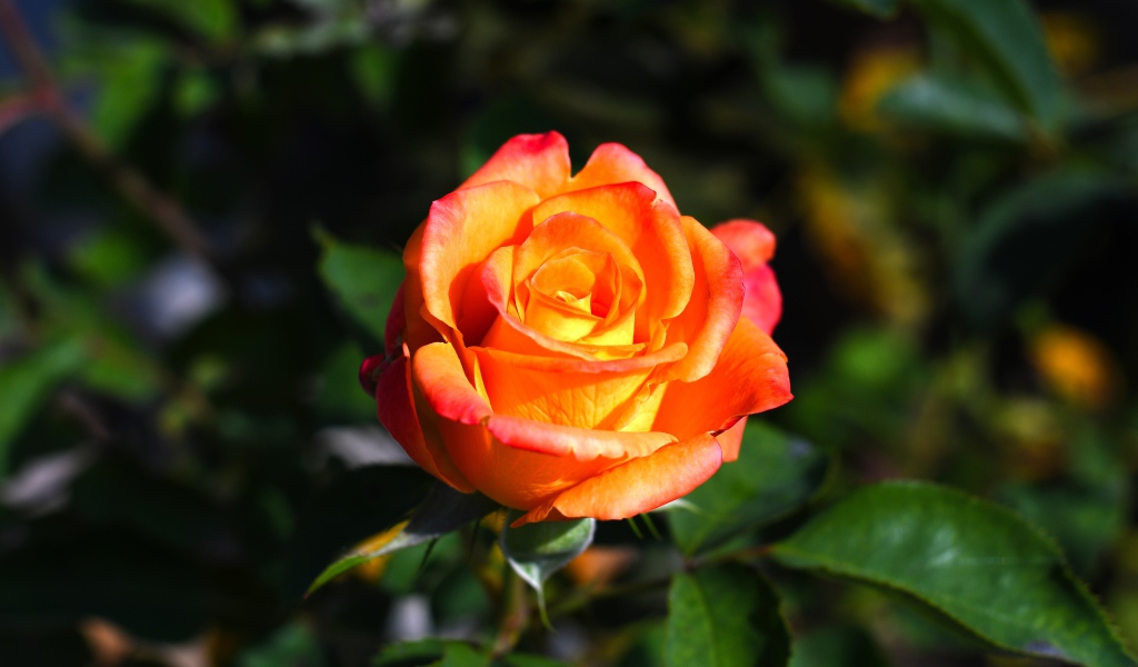 Оранжевая роза с зелеными листьями крупным планом