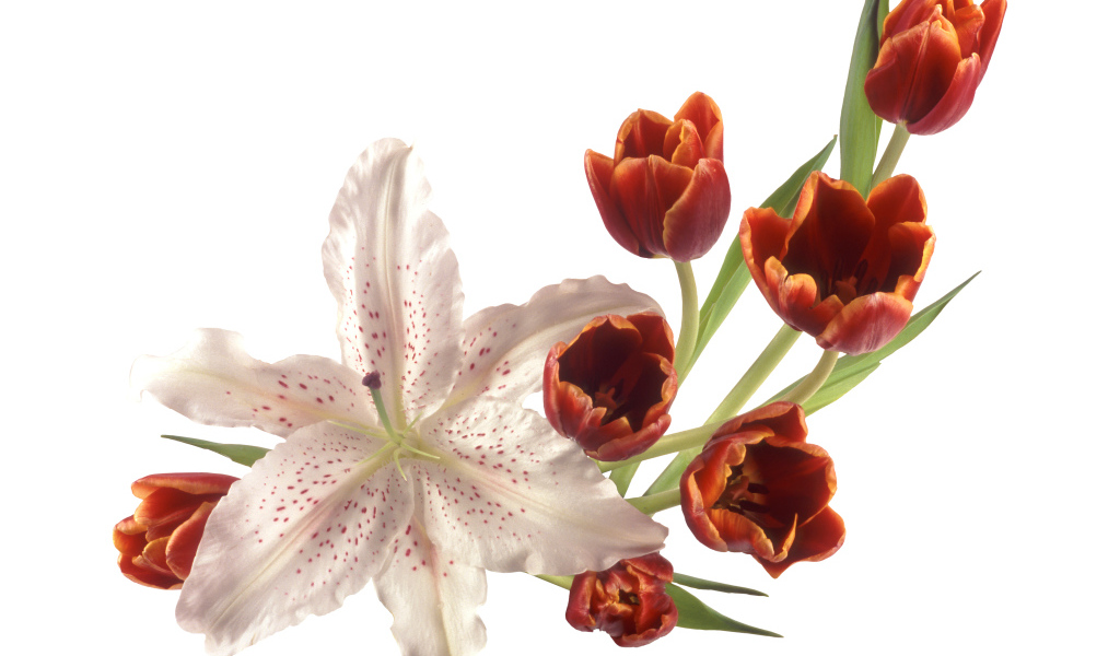 Оранжевые тюльпаны с лилией на белом фоне