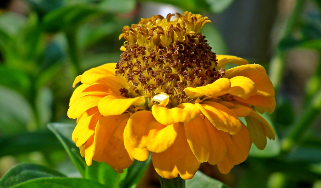 Оранжевый цветок цинии на клумбе