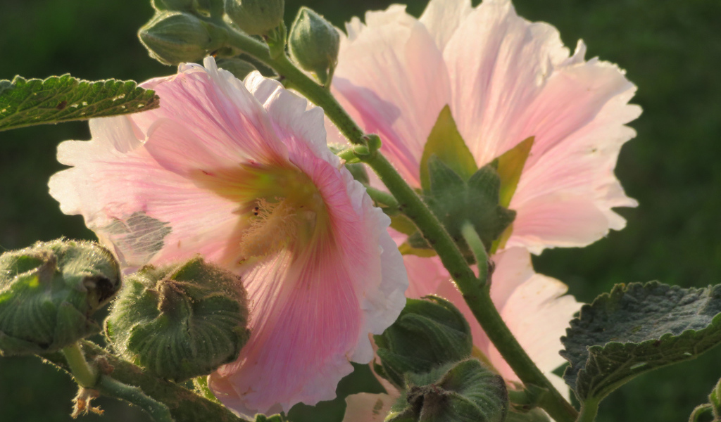 Розовые цветы мальва крупным планом