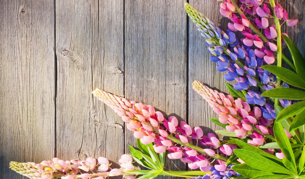 Розовые и синие люпины на деревянном фоне